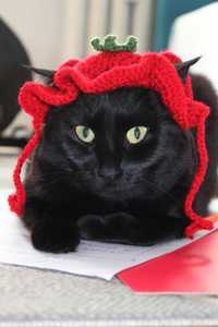czapka - pomidorek dla psa, kota lub króliczka :)