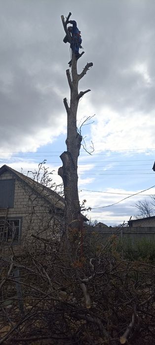Спиляти дерево, Спилить дерево, Обрізка дерев, Розчистка території,