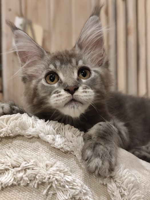 HEBE Ashantu*PL śliczna kotka niebieskie sreberko Linia Shaded