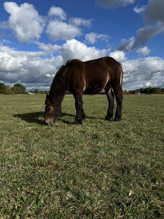 Klacz zimnokrwista Kalina