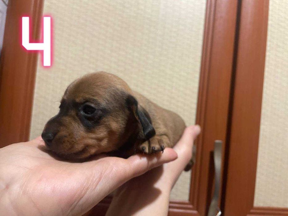 Тигровые чистокровные щенки мини таксы/тигрові цуценята міні