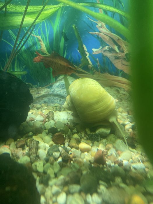 Slimaki do akwarjum , czyszcza akwarju
