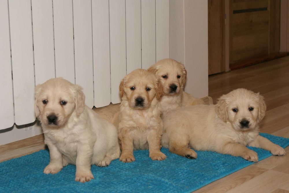 Przepiękne szczenię Golden Retriever FCI !!