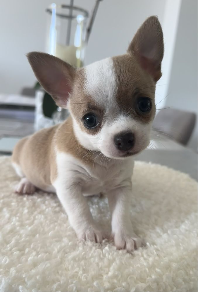 Chihuahua MILKY WAY chlopczyk