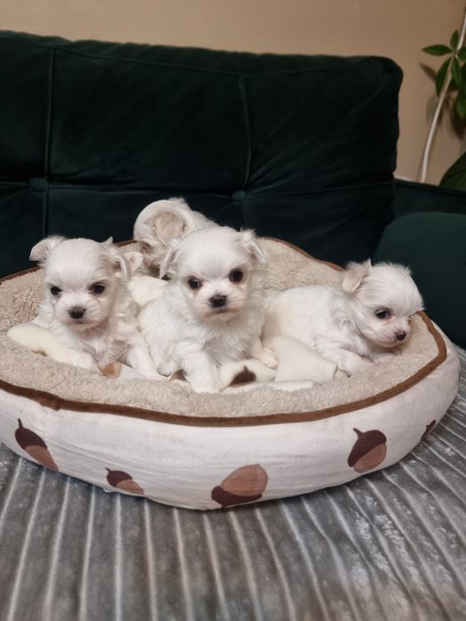 Maltańczyk szczeniak