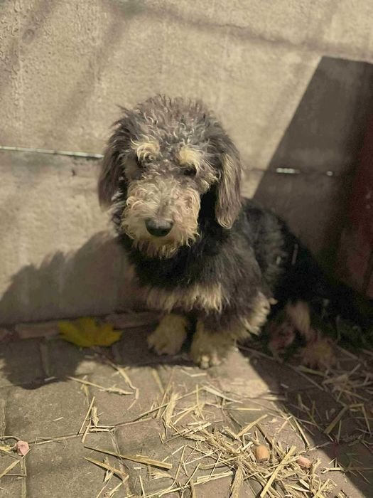 mix  szuka domu schronisko - Zgierz -aktualne