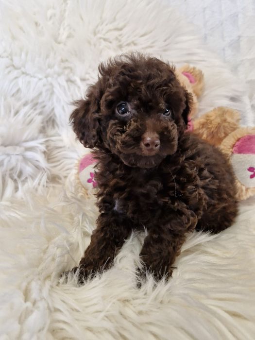 **KSENIA**sunia pudel toy choco do rezerwacji