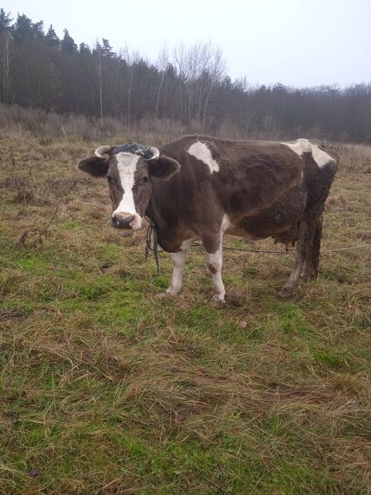 Продам добру тільну корову