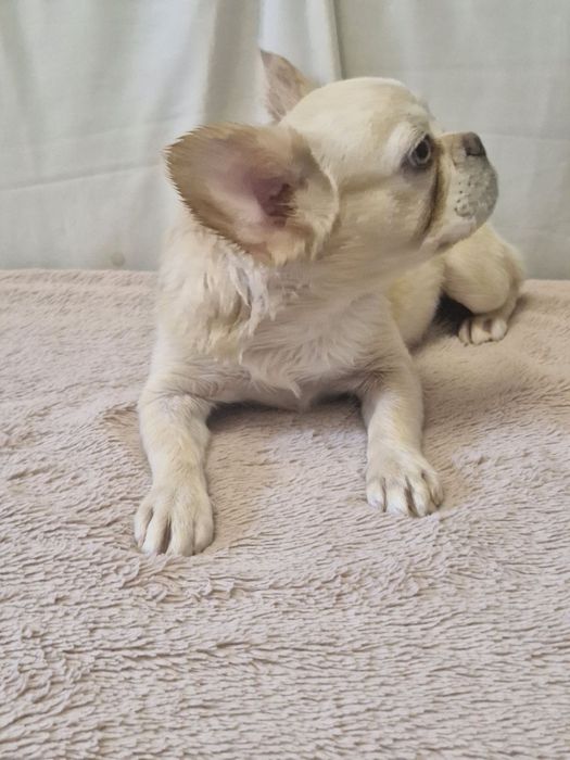 Французский бульдог Флаффи девочка