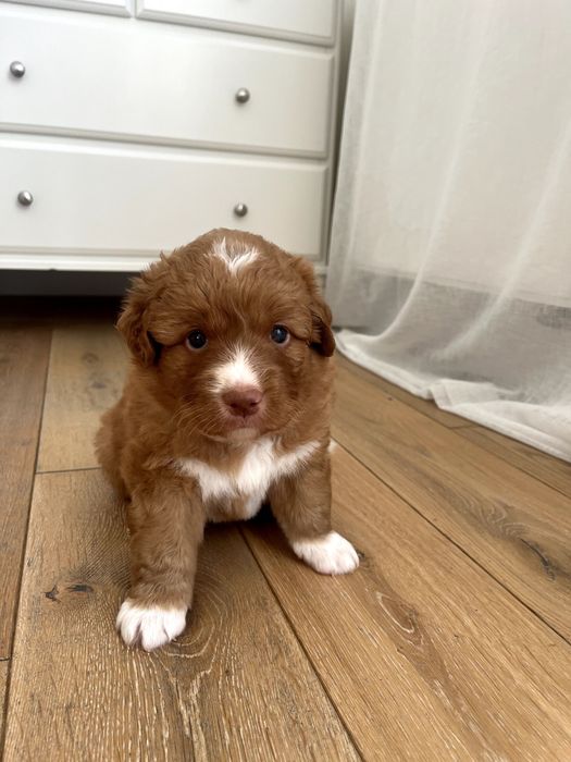 nova scotia duck tolling retriever