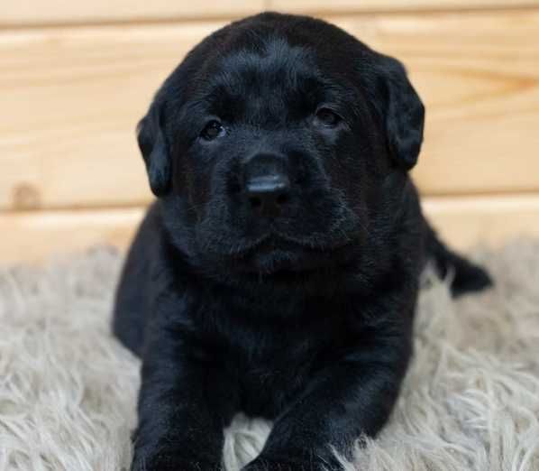 labrador retriever piękny rodowód piesek