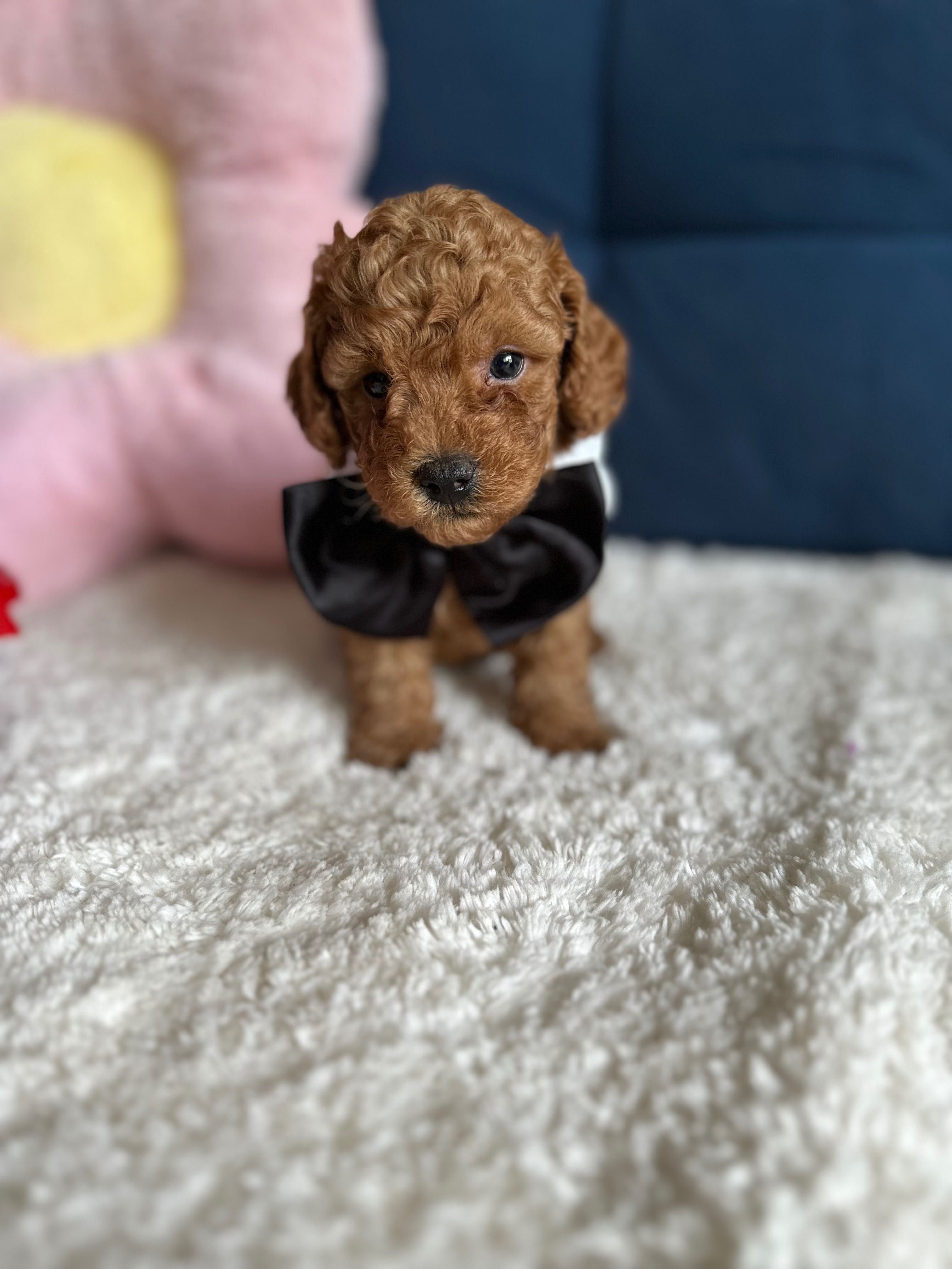 Cudowny Piesek Malitpoo F1b!