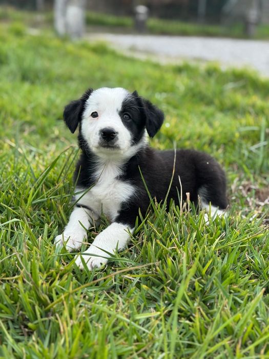 Border Collie preto e branco