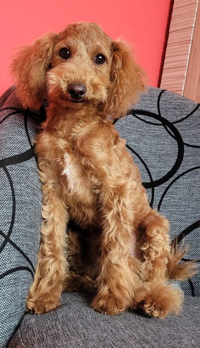 Pudel Toy Red piesek nie maltipoo maltanczyk cavapoo