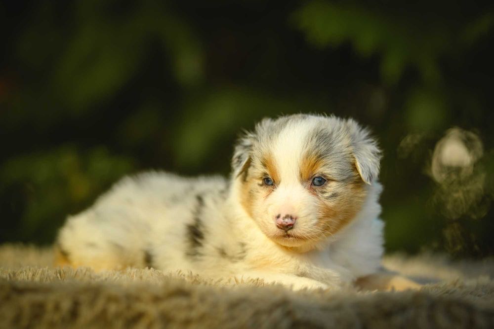 Owczarek Australijski typ Amerykański Suczka Blue Merle