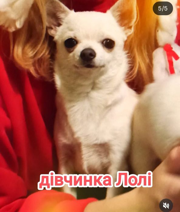 В добрі ручки пара чихуахуа (тільки разом!)