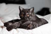 Британські котята є рідкісний містичний окрас чорний дим!!!