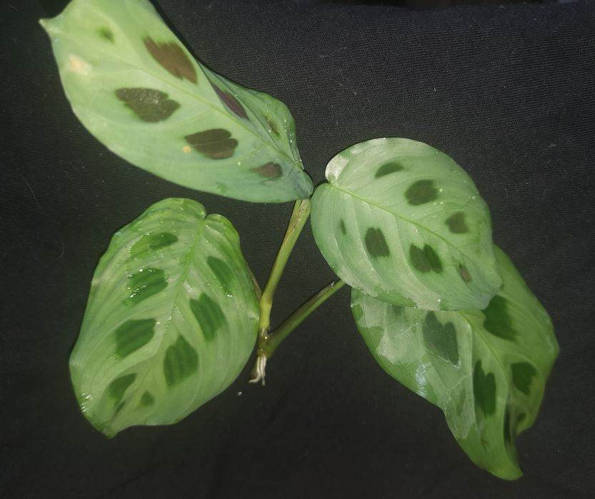 Maranta leuconeura