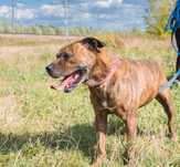 Pies w typie amstaffa do adopcji!