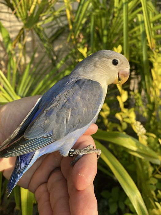 Agapornis domesticado - Especial Natal