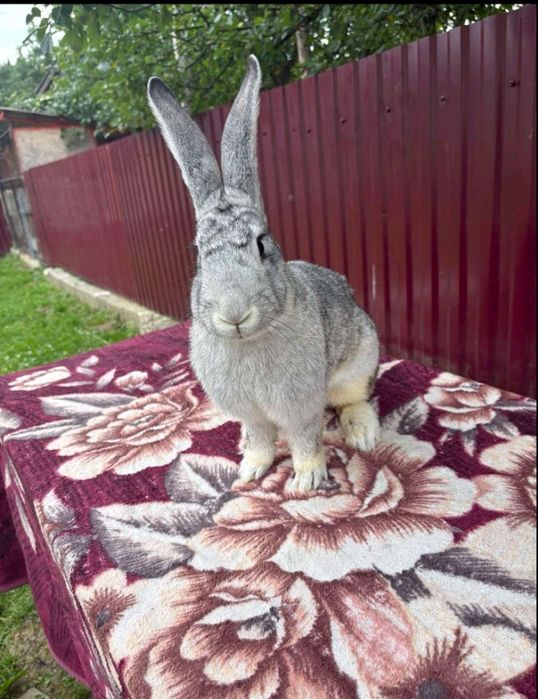 Продаю кроликів "Французький баран" 
Вік :1,5-2 місяці 
(Здорові, акти