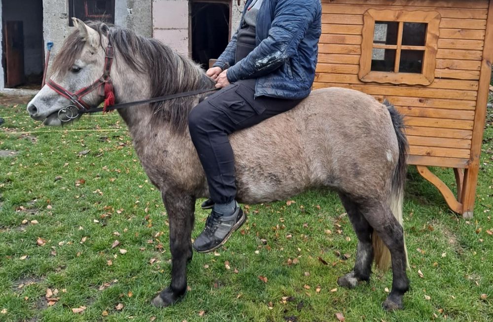 Klacz kuca  4 lata paszport