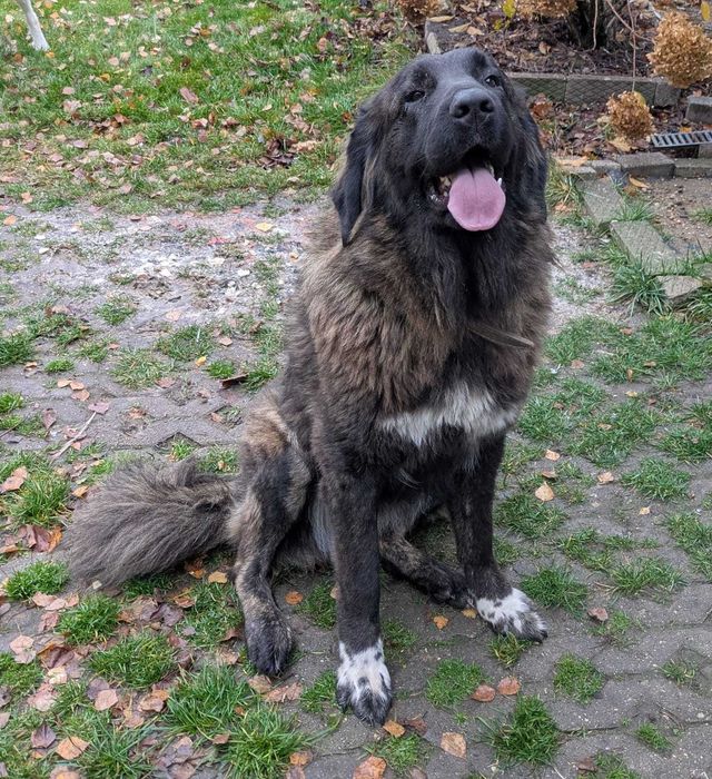 Owczarek kaukaski tylko w dobre ręce!!!