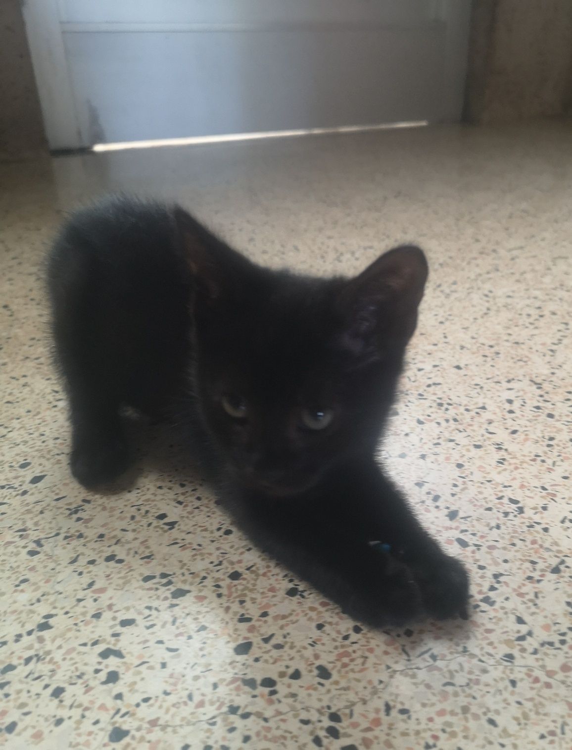 Gatinha bébé adoção