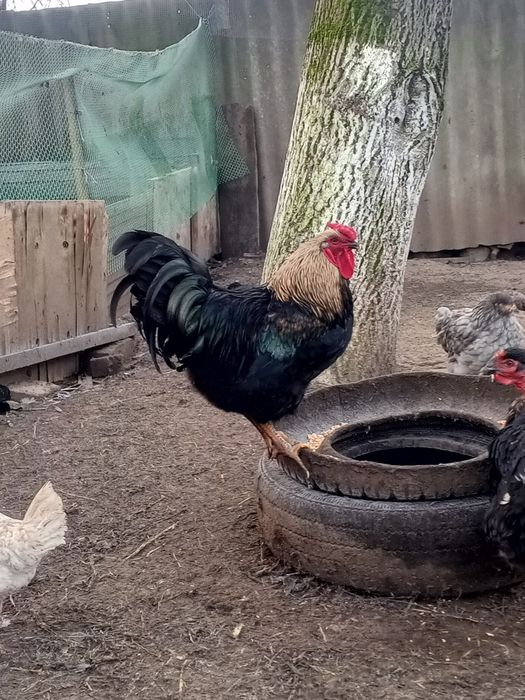 Інкубаційне яйце мішаних курей