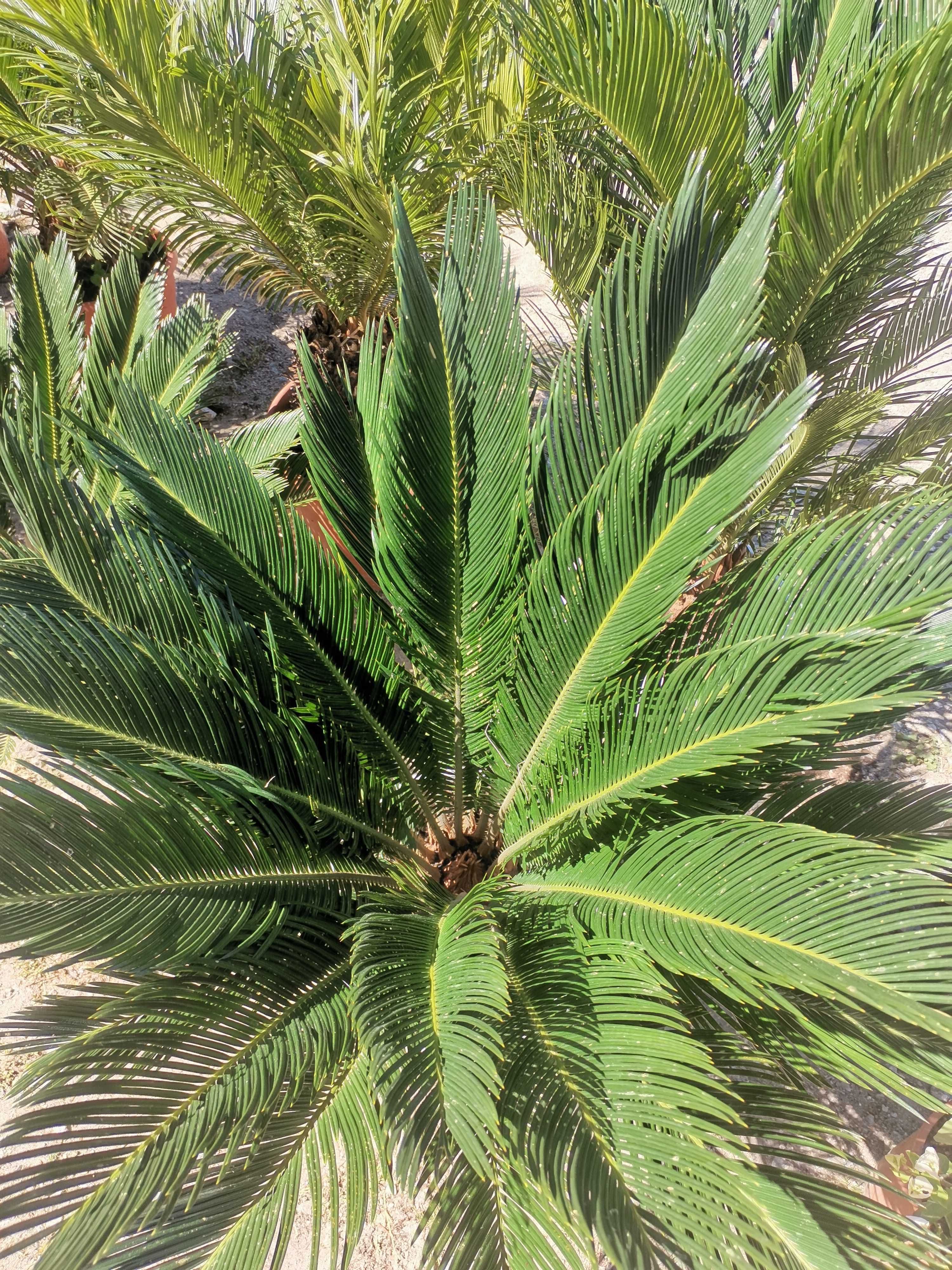 Cykas revoluta, palmy trachycarpus Fortunei, yucca rostrata.