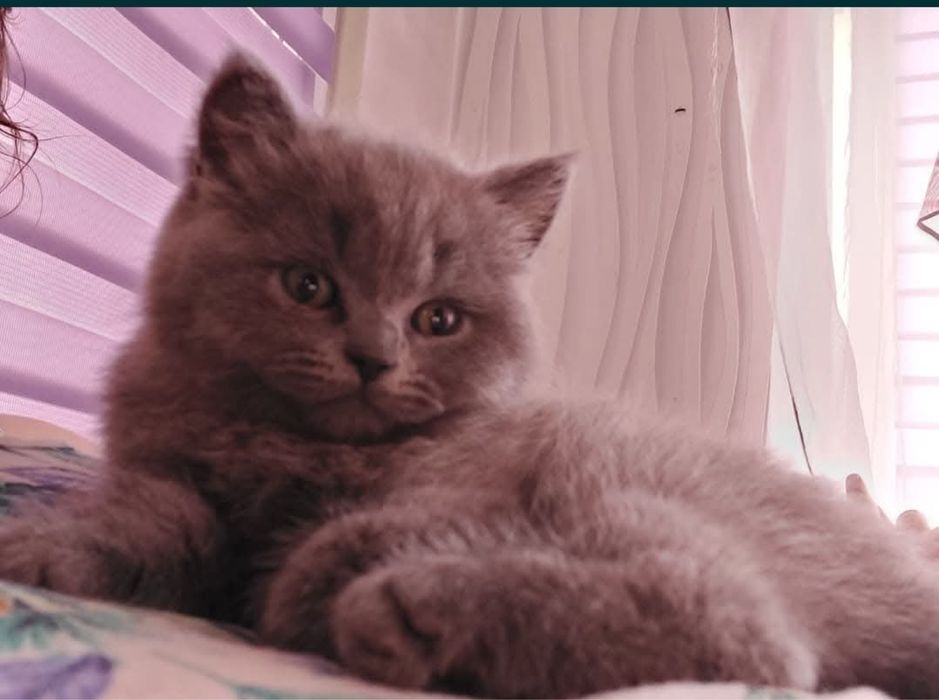 Przekochany kocurek maści niebieskiej