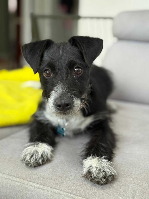 Aktywny Dexter szuka domu!