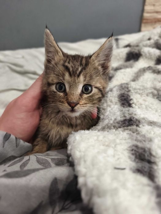 Oddam kotki Maine coon