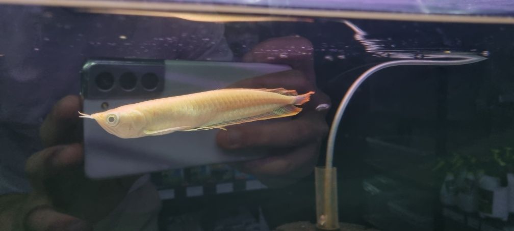 Arowana Silver albino 20cm