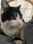 Wykastrowana Kita do adopcji