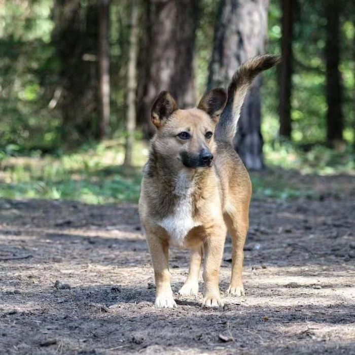 Edi szuka najlepszego domu