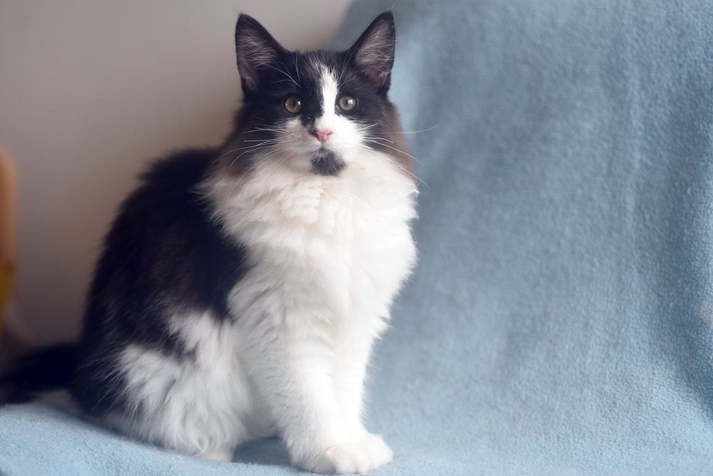 Gatinha Bosques da Noruega linda e com LOP