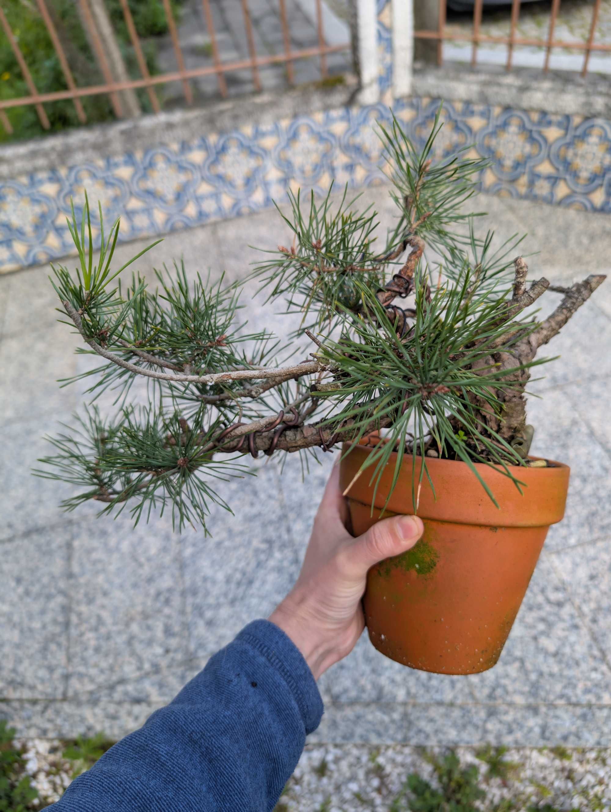 Pré Bonsai Pinheiro Silvestre