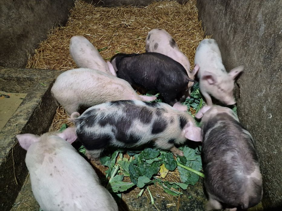 Porcos pietran com dois meses