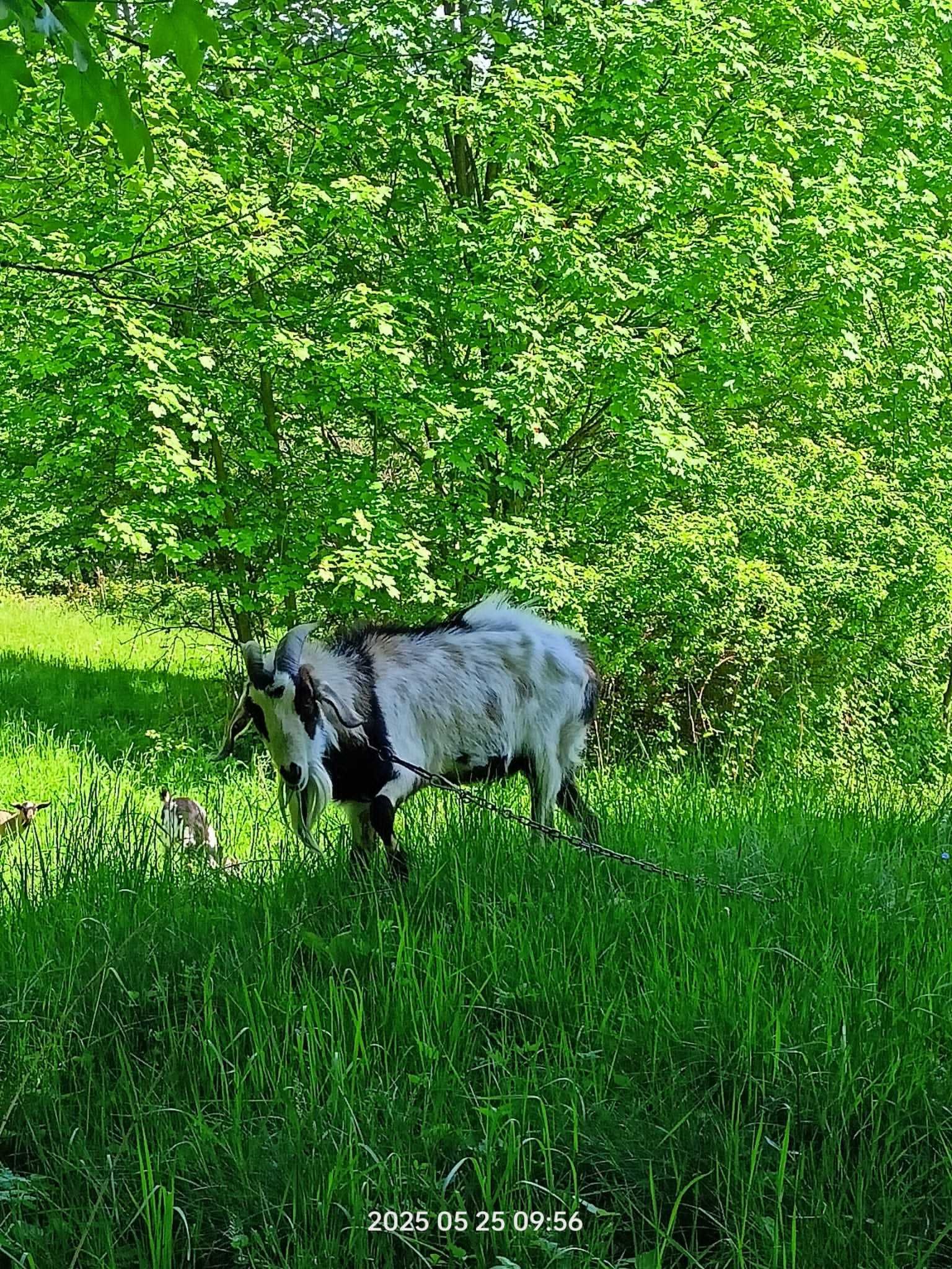 Piękne Młode Kozy