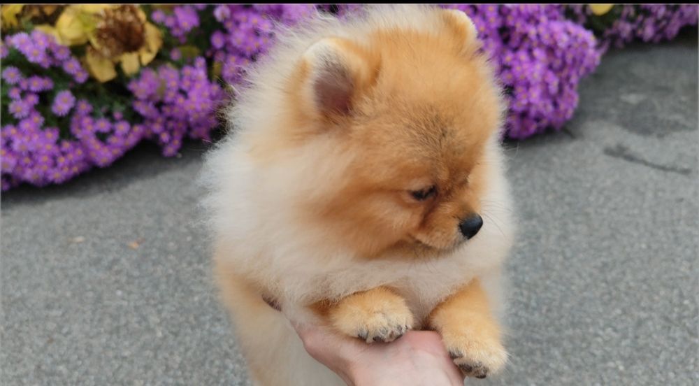 Пухнастий Михайлик