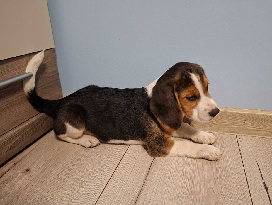 Sprzedam pieska rasy BEAGLE