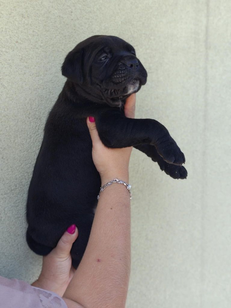 Piękna suczka cane corso poleca się do rezerwacji