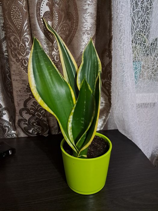 Сансев'єрія блек голд