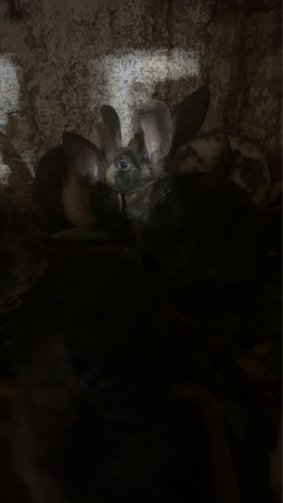 Sprzedam rexy mlode