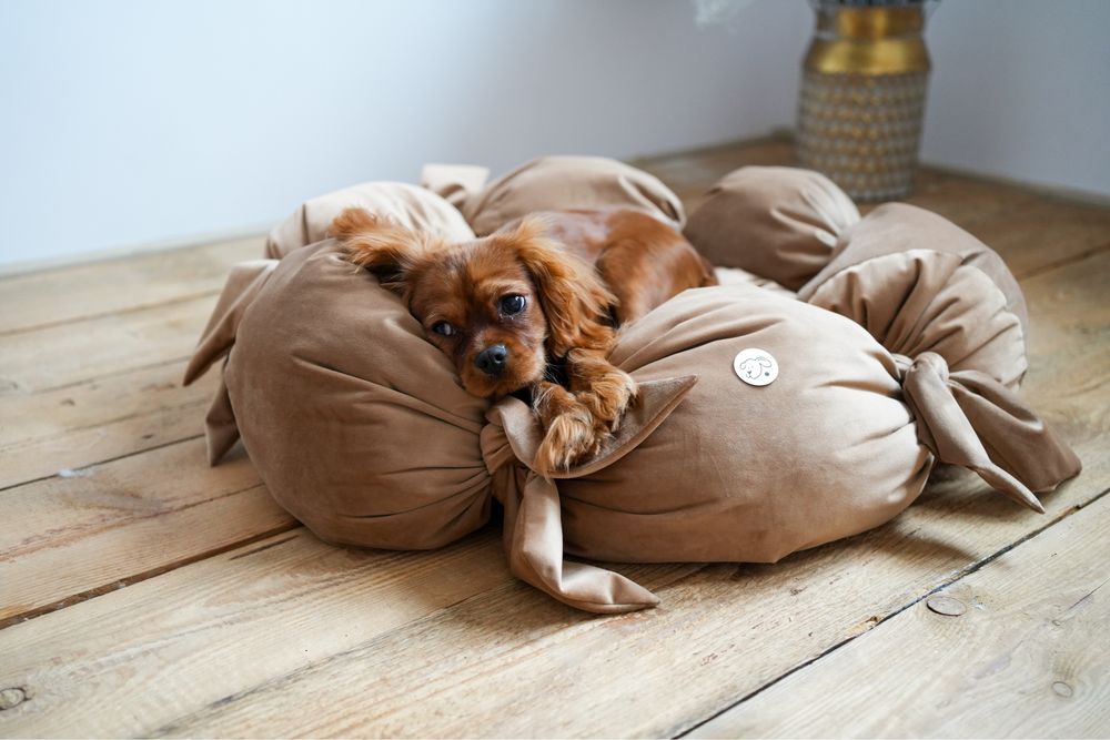 Legowisko dla psa beżowe welurowe velvet okrągłe pies kremowe