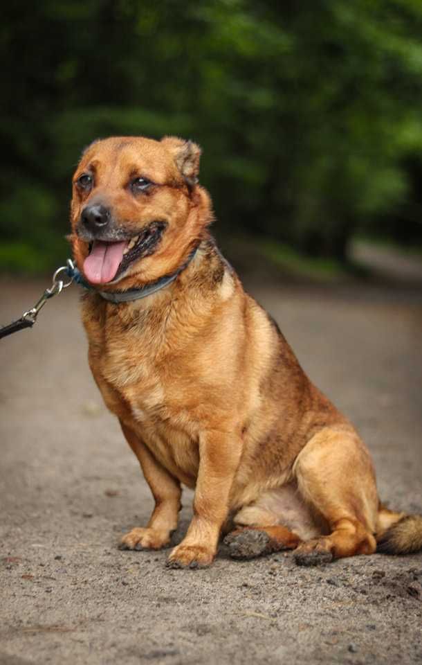 Do adopcji  GITEZ -  Uwielbia zabawy ! ur.ok 2019 roku