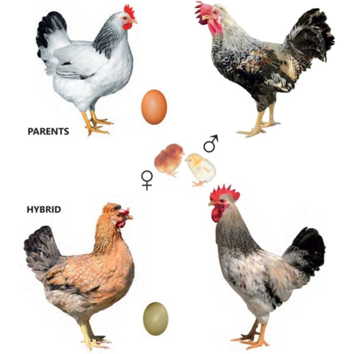 Доминант Чубатый GS459