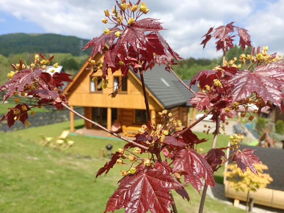 Dom w górach na wynajem Pieniny  Gorce  Szczawnica, 14 osób, sauna