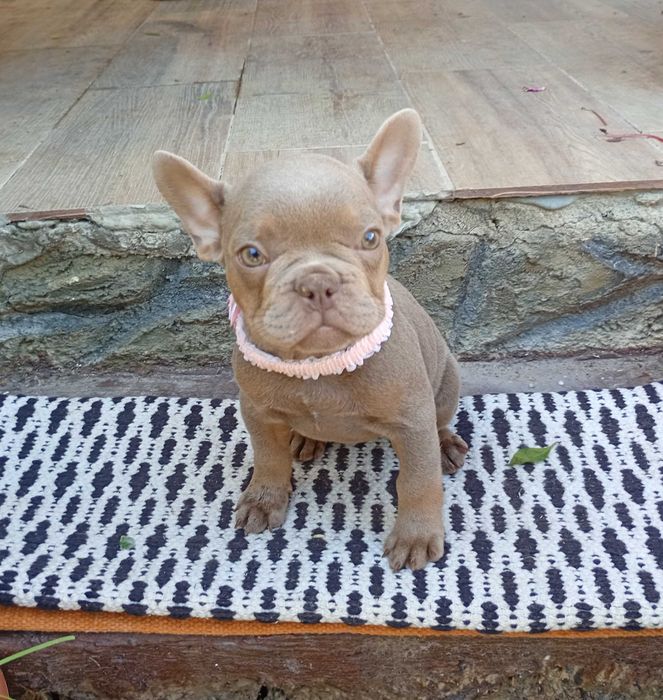 Bulldogue Francês femea